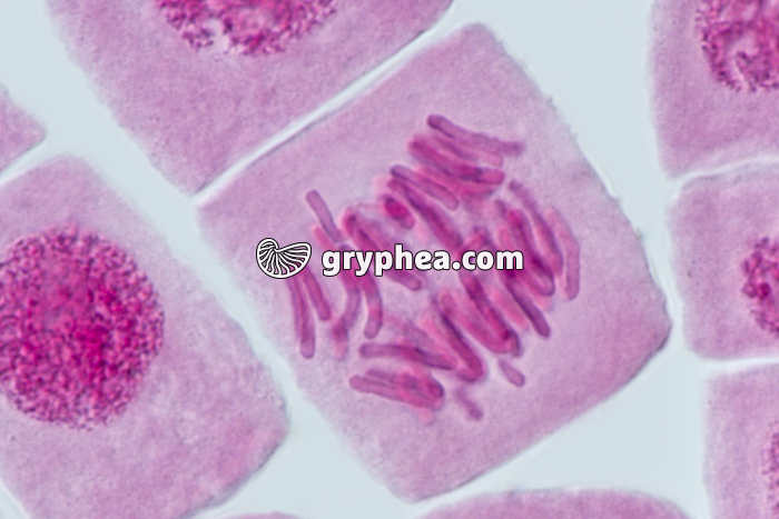 Mitose racine d'Ail DEBUT DE ANAPHASE x640 - gryphea.com